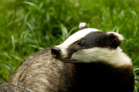 Rural and Wildlife Crime